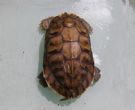 平胸龟