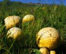 草原黄蘑菇