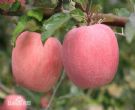 泾川红富士苹果