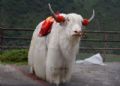 澎波牦牛