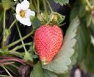 白�Q�草莓