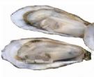 霞浦沙江牡蛎