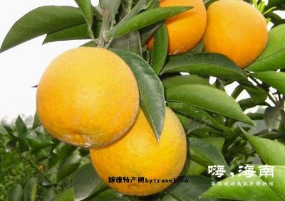 澄迈福橙