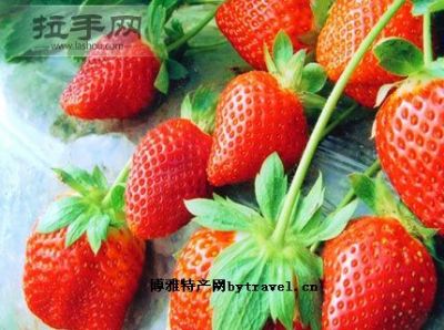 荣成草莓