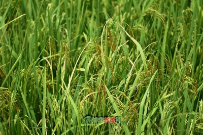 安陆优质水稻