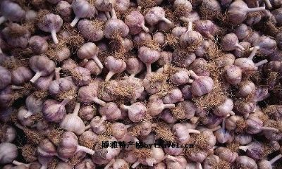 清水紫皮大蒜