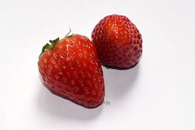 黄川草莓专题介绍（黄川草莓）