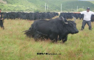 麦洼牦牛