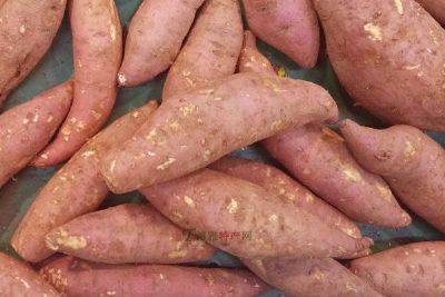 安岳红薯