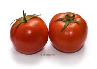32、万兴村番茄