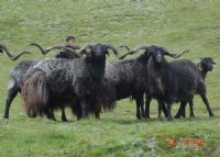 1、贵南黑藏羊