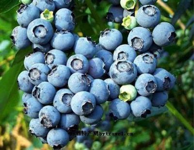 欧家夼蓝莓