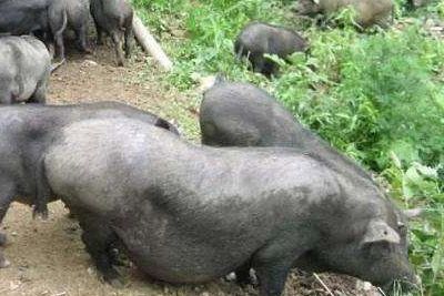 东兰黑山猪
