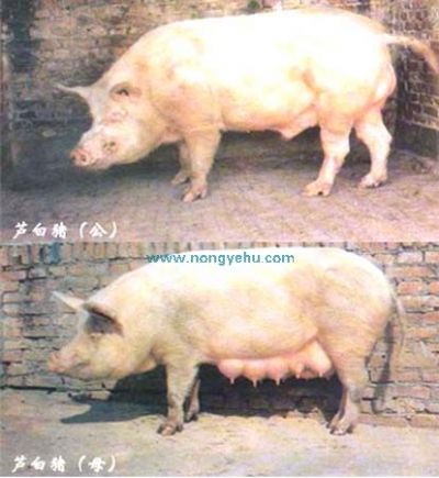 芦白猪