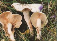 12、绿色山宝蘑菇