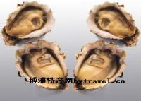 12、台湾牡蛎