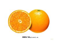 14、石门柑橘