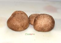160、巫山野生香菇