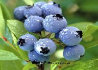 4、中国北极蓝莓