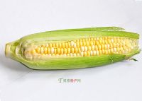 8、忻州甜糯玉米