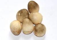6、食用菌“蘑菇”