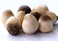 45、金湖蘑菇