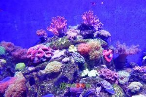 �����ϻ�̲����԰