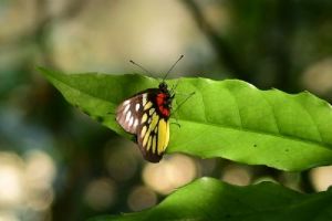 �ɽ����ĹȺ