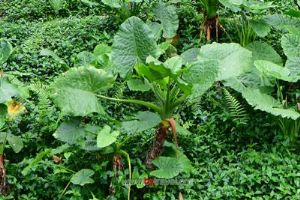 �ķ�����