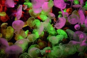 ���ݼ��غ�������