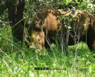 滋瓦犀牛保护区