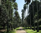 斯里兰卡皇家植物园