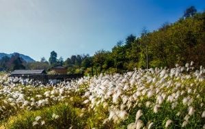 醉山野原生态旅游度假区