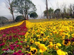 奉节滨河公园