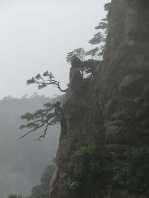 三清山神童负松