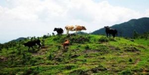 于都屏山牧场