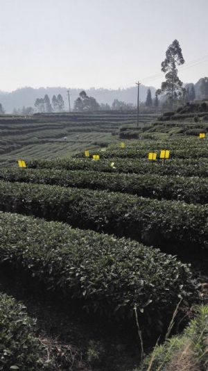 古蜀皇茶茶文化生态体验园