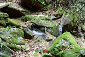 ��̶��ɭ�־���