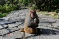 红拉山滇金丝猴国家级自然保护区