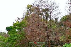 С��������