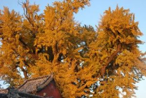 ��ƽ�ܸ�Դ�羰��