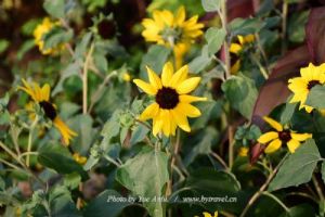 ������Ĺ