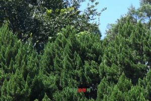 ������Ĺ