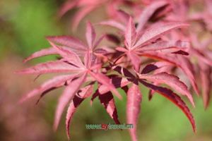 ������Ժ