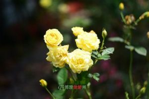 ����ֲ��԰