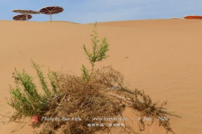 大海子沙漠生态旅游区