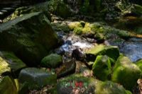 燕子岩国家森林公园