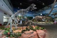 古动物化石博物馆