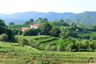 高香生态茶文化旅游区