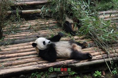 卧龙熊猫自然保护区